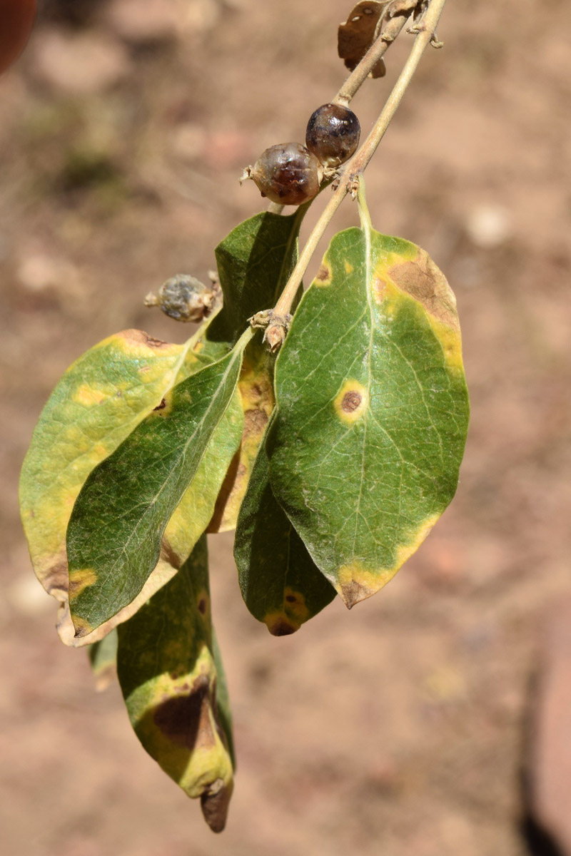 Image of Lonicera nummulariifolia specimen.