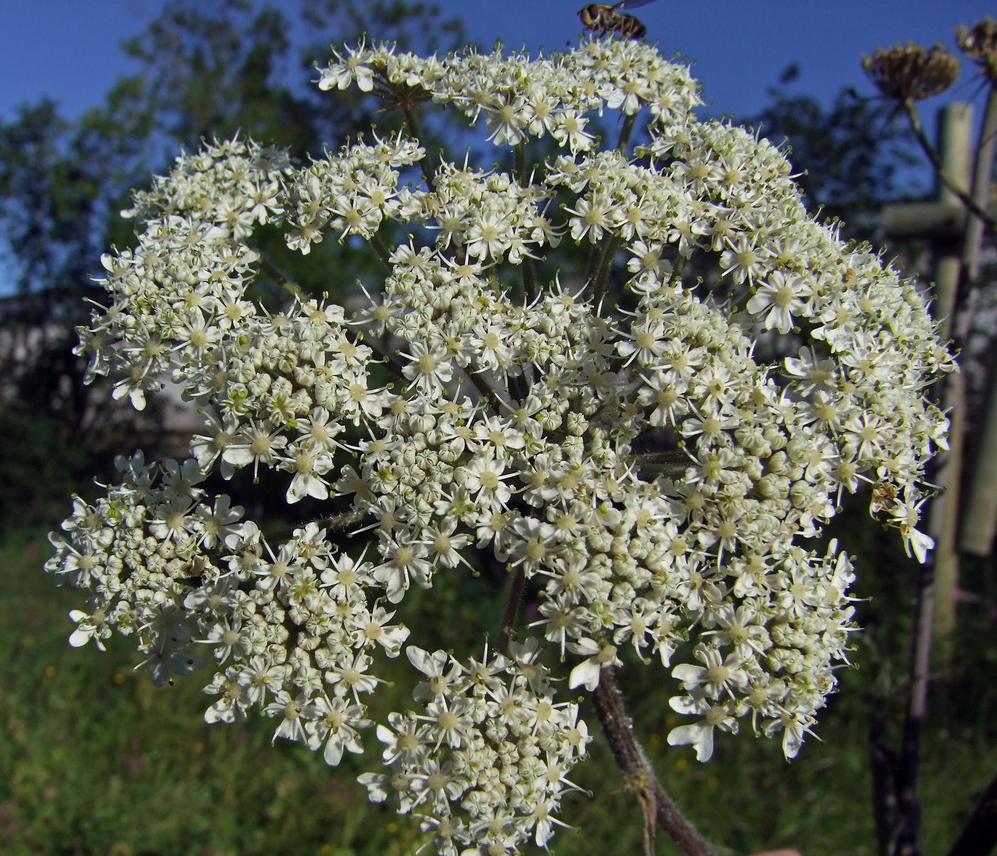 Image of Heracleum dissectum specimen.