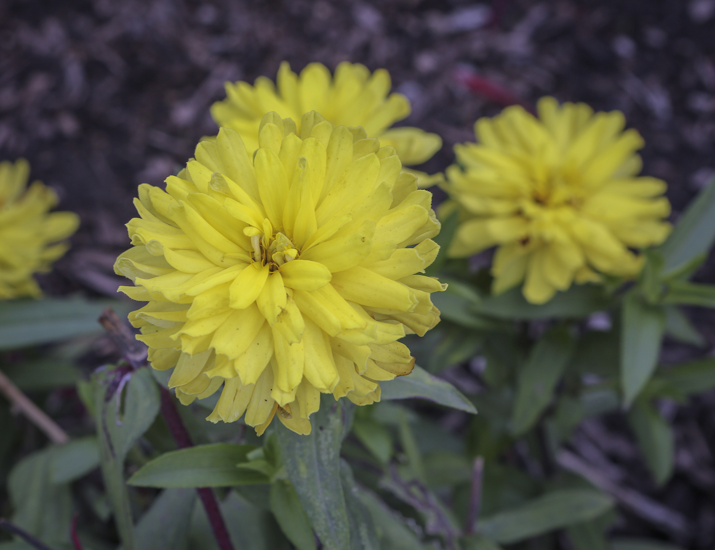 Изображение особи Zinnia marylandica.