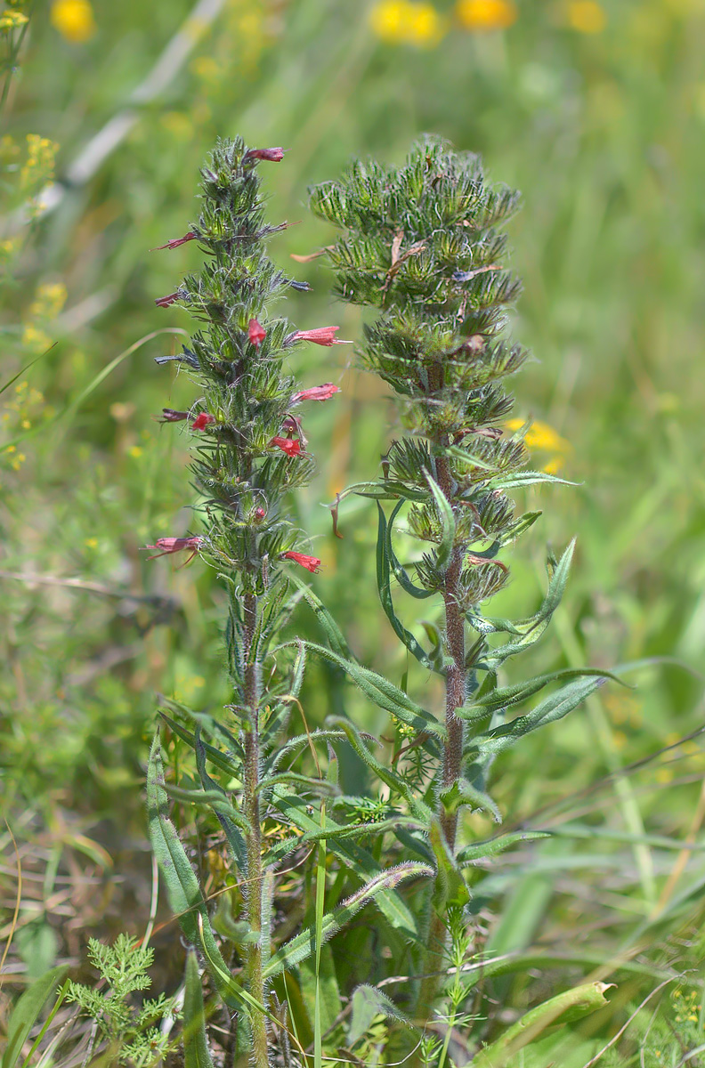 Image of Echium russicum specimen.