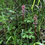 Pyrola incarnata. Цветущее растение. Хабаровский край, г. Комсомольск-на-Амуре, памятник природы \"Кедрово-тисовая роща\". 21.06.2019.