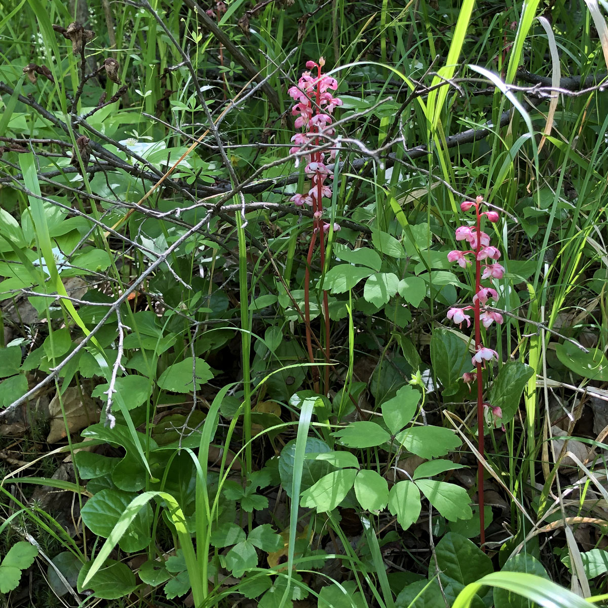 Image of Pyrola incarnata specimen.