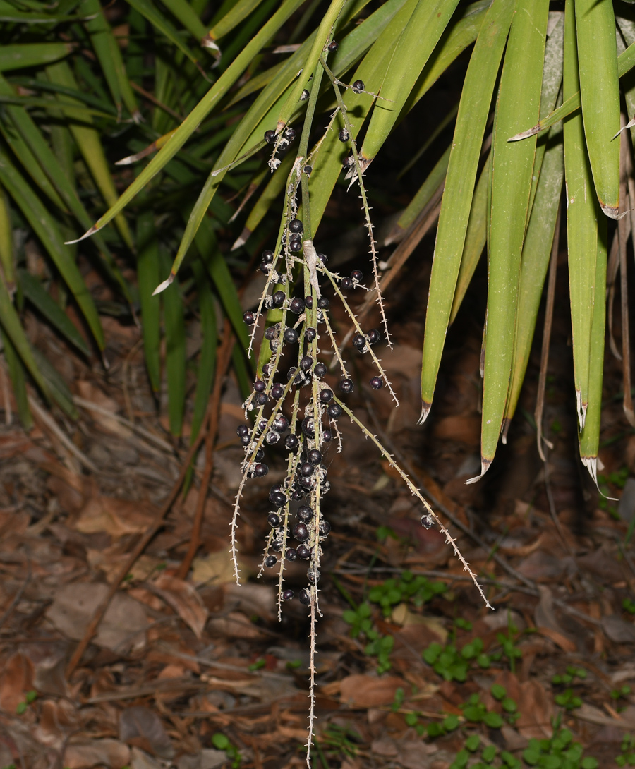 Изображение особи Cordyline stricta.