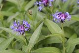 Centaurea montana