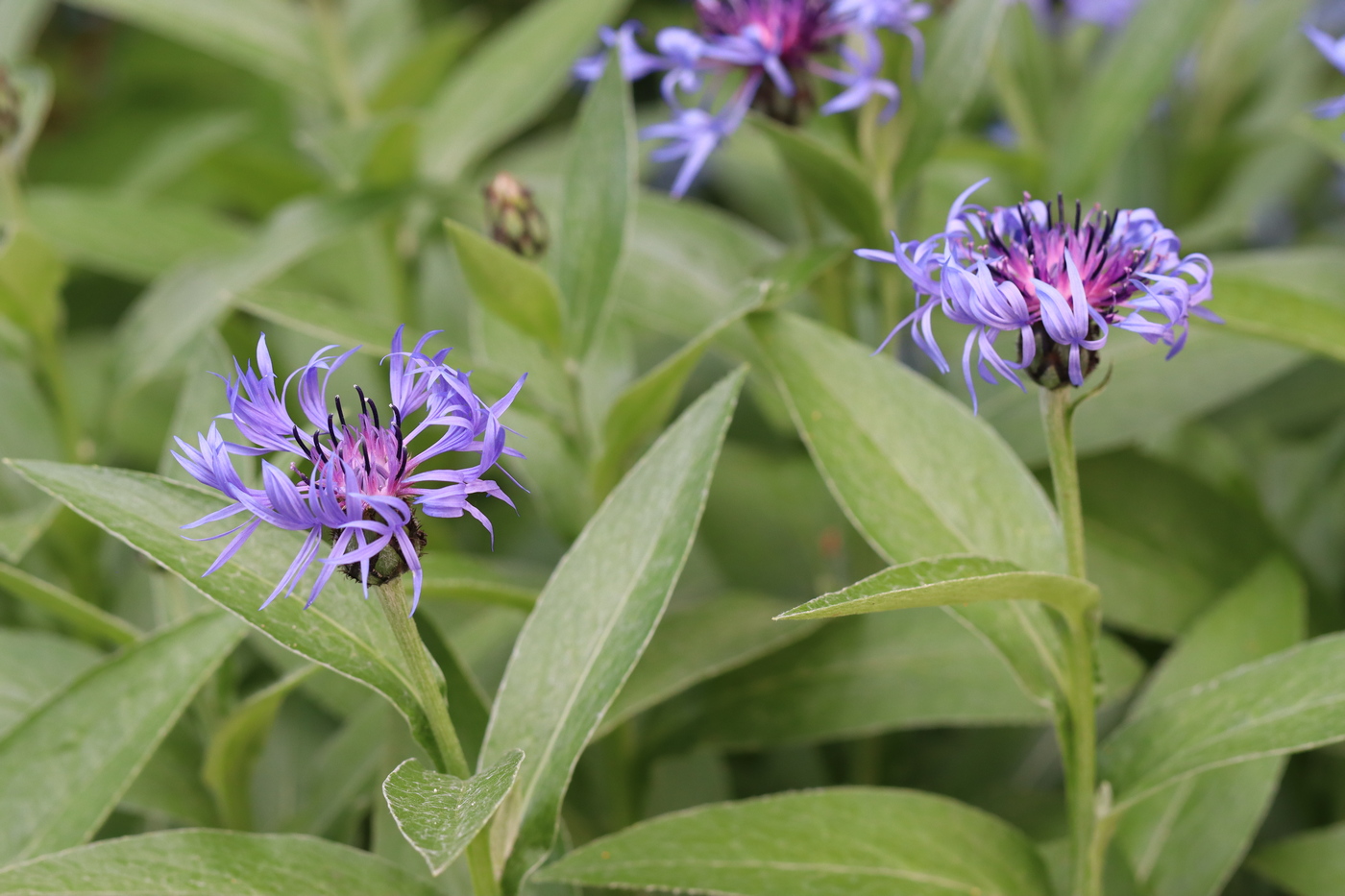 Изображение особи Centaurea montana.