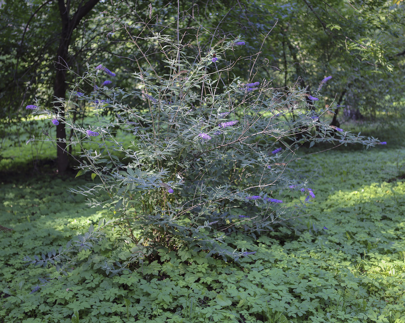 Image of Buddleja davidii specimen.