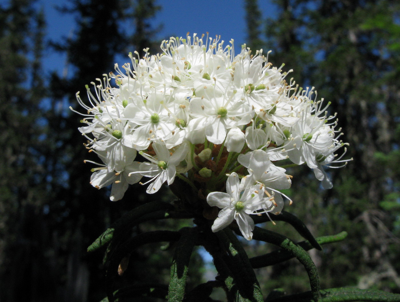 Image of Ledum palustre specimen.