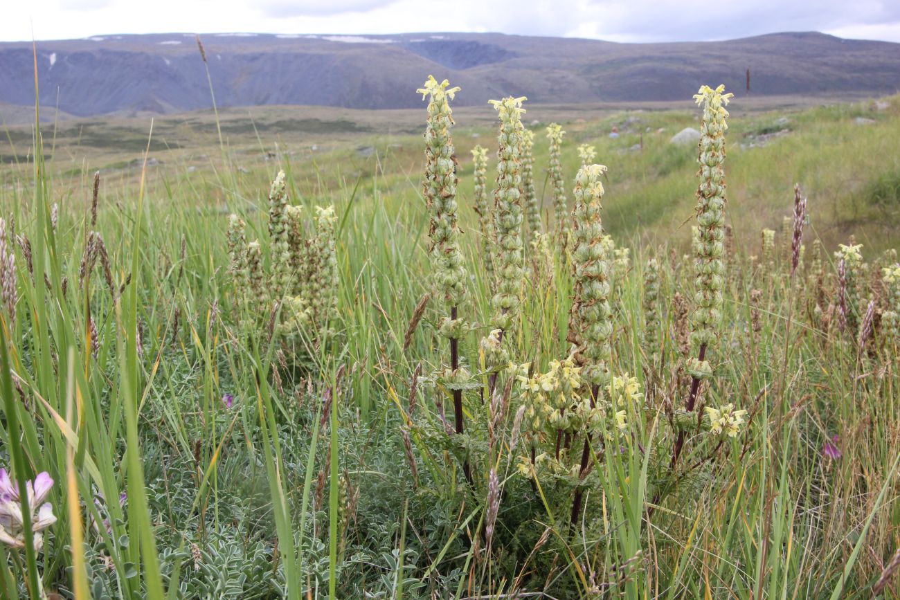 Изображение особи род Pedicularis.