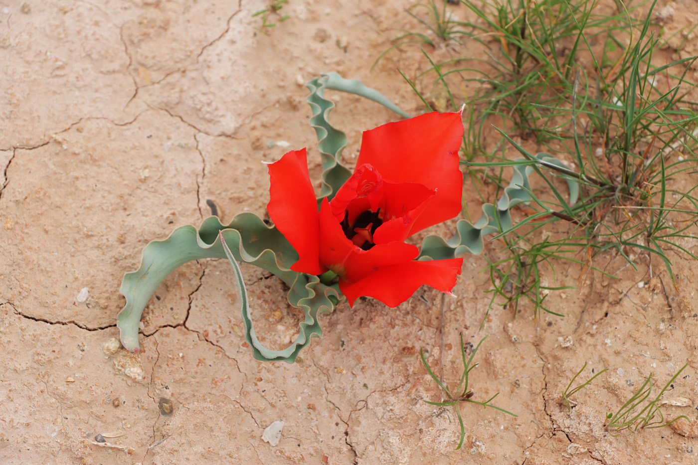 Image of Tulipa tubergeniana specimen.