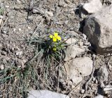 Erysimum substrigosum