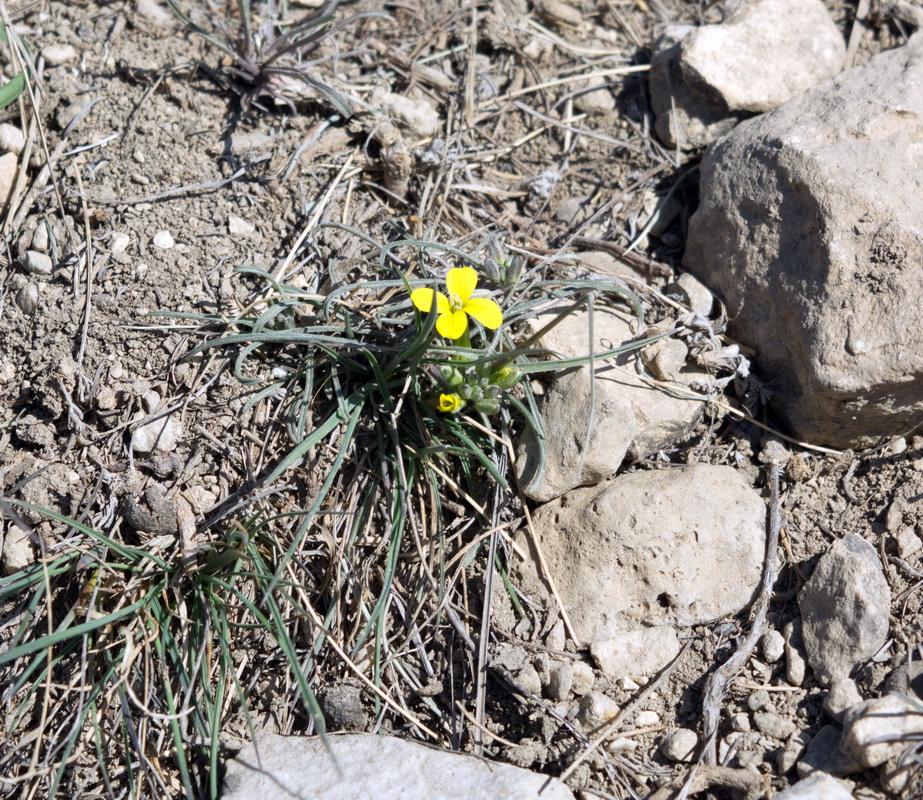 Image of Erysimum substrigosum specimen.