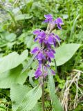 Phlomoides oreophila