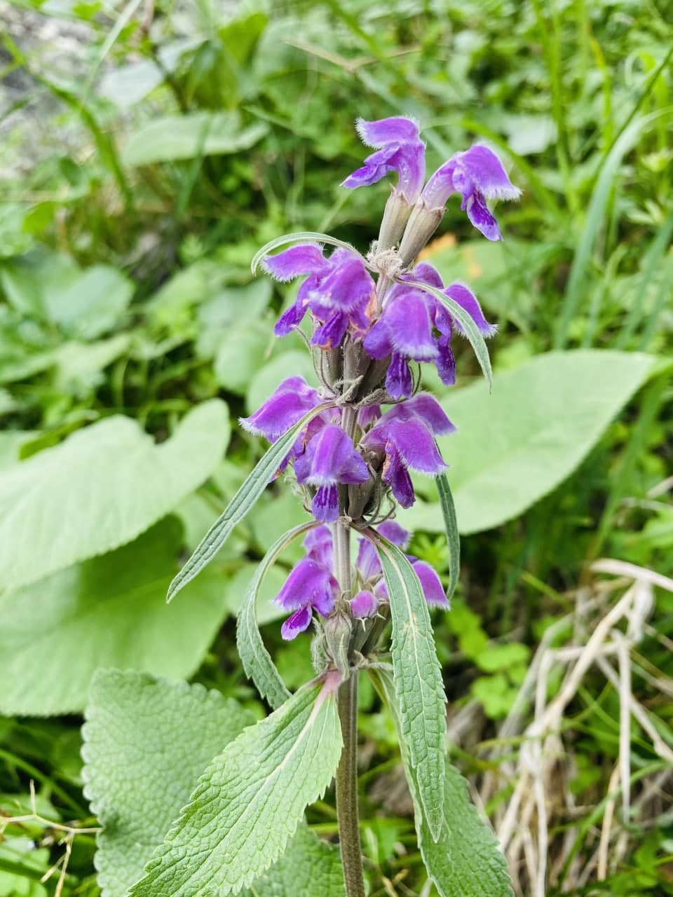 Image of Phlomoides oreophila specimen.