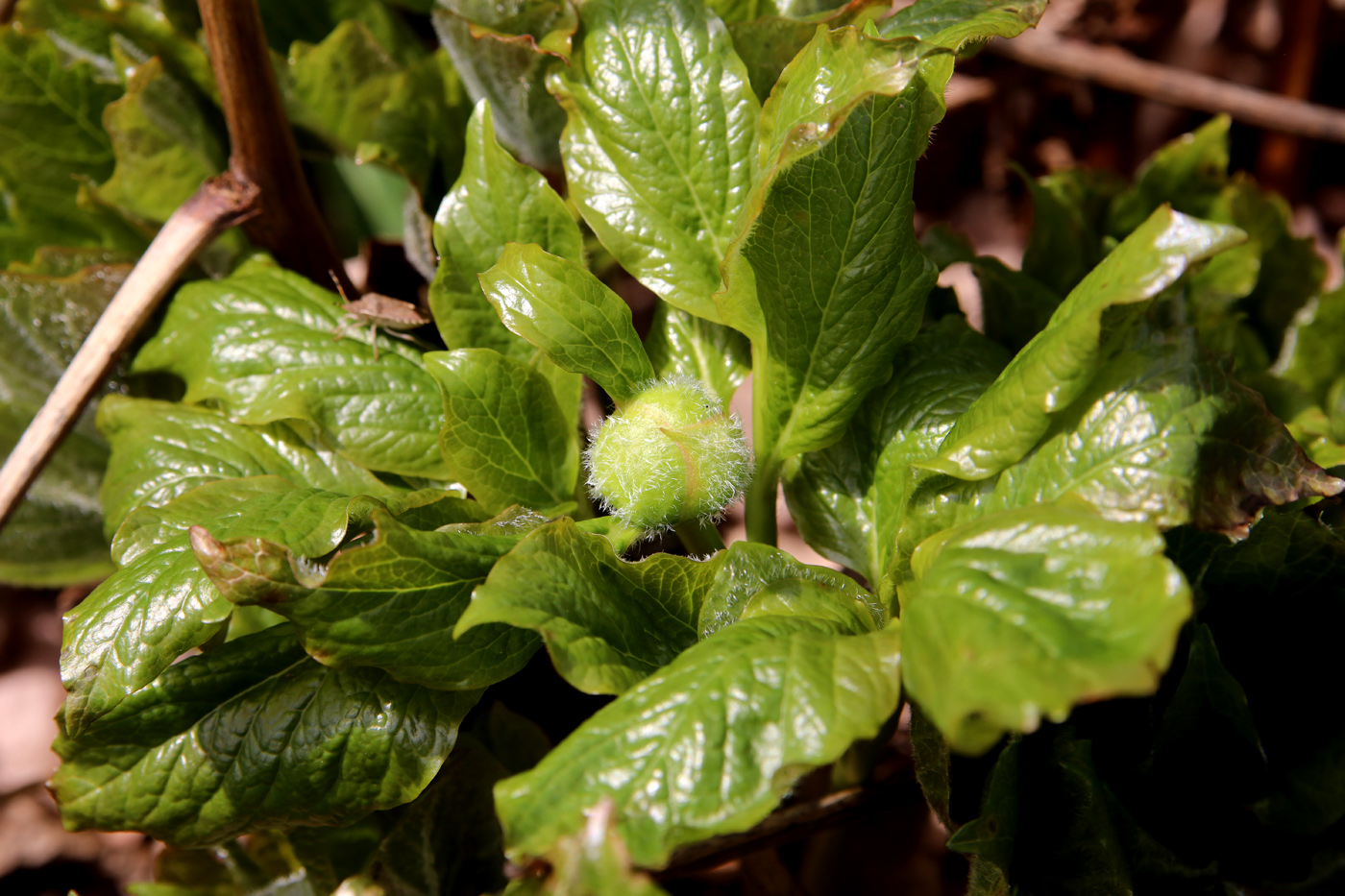 Image of Paeonia wittmanniana specimen.