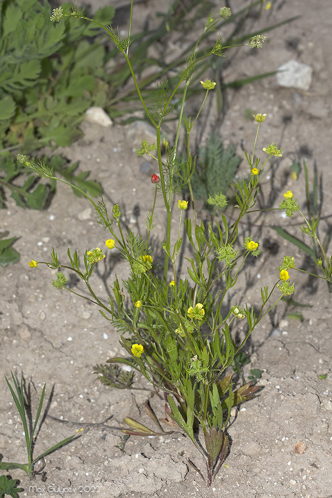 Image of Ranunculus arvensis specimen.