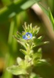 Veronica arvensis