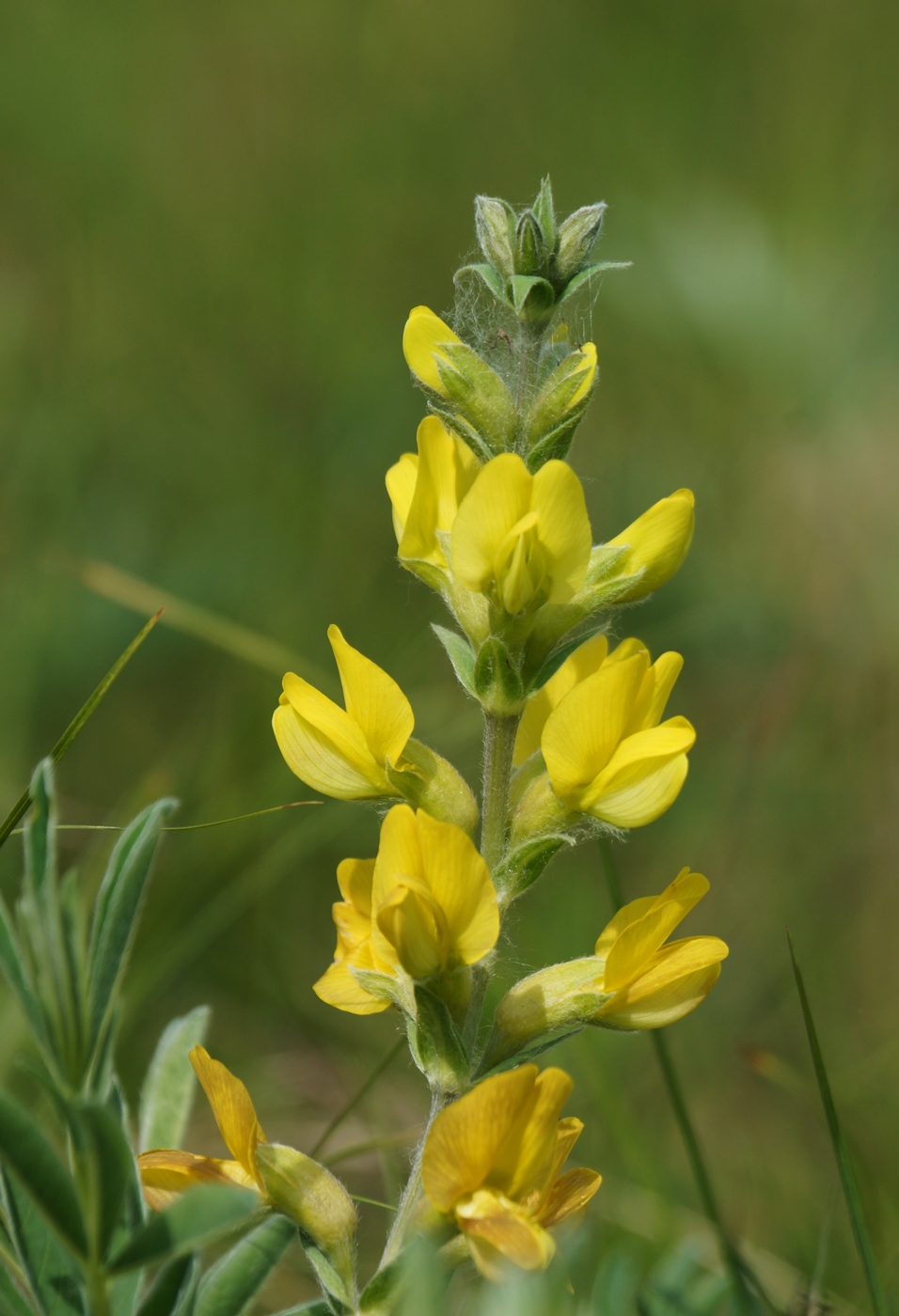 Изображение особи Thermopsis lanceolata.