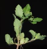 Euphorbia oxyodonta