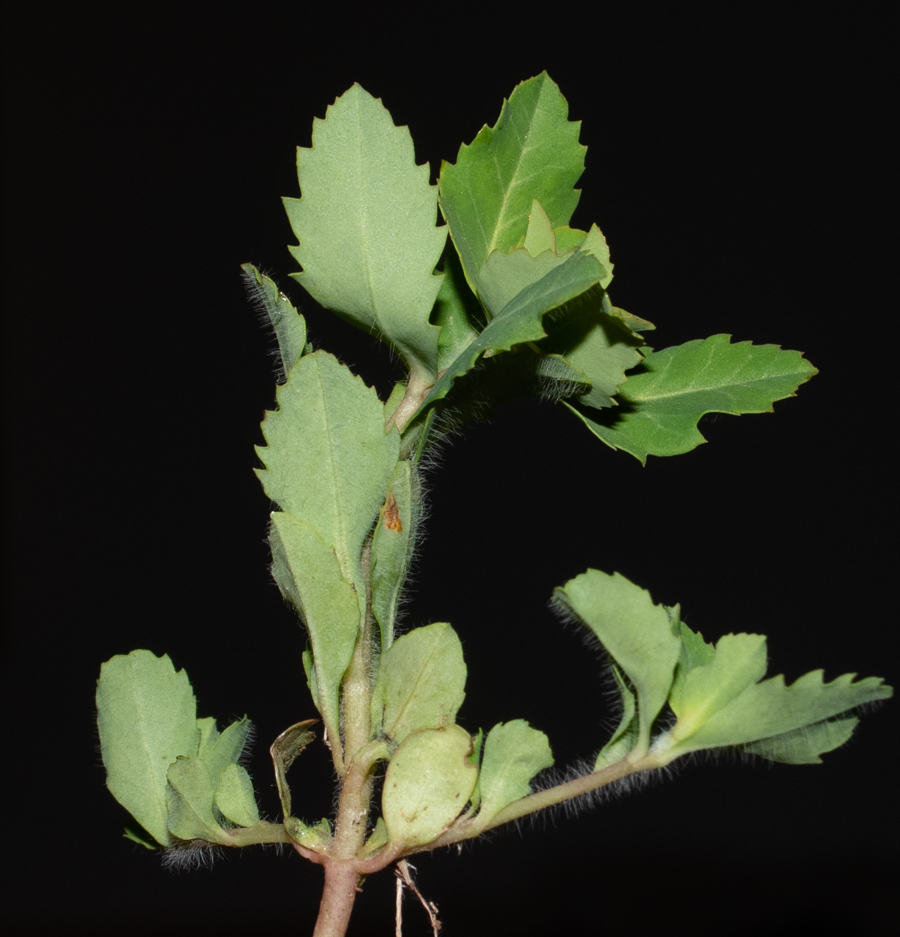 Image of Euphorbia oxyodonta specimen.