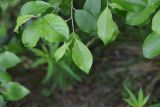 Salix caprea. Побеги. Республика Ингушетия, Джейрахский р-н, окр. ур. Кашети, высота ок. 1950 м н.у.м., сосновый лес на гребне отрога. 18 июня 2022 г.