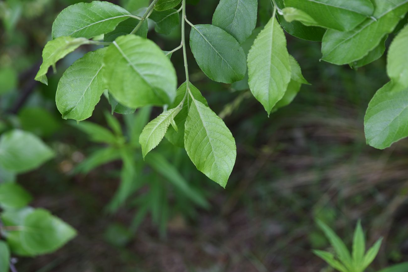 Image of Salix caprea specimen.