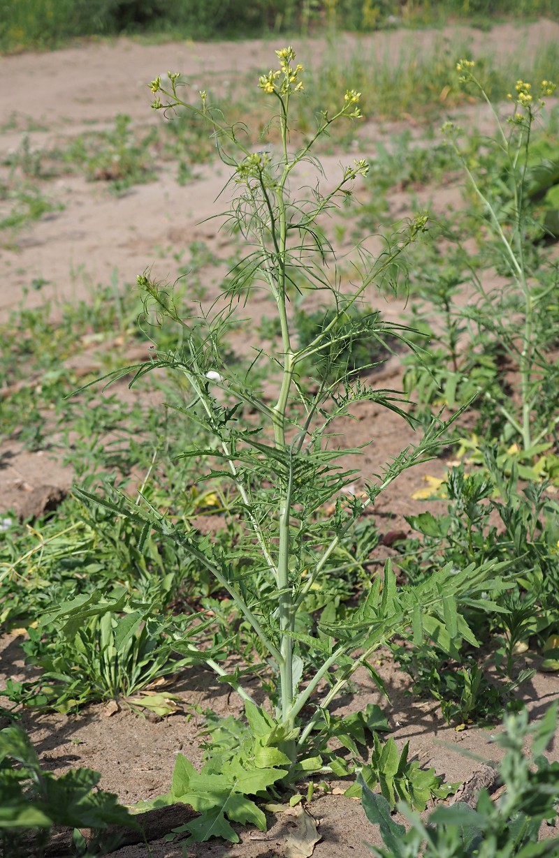 Изображение особи Sisymbrium altissimum.