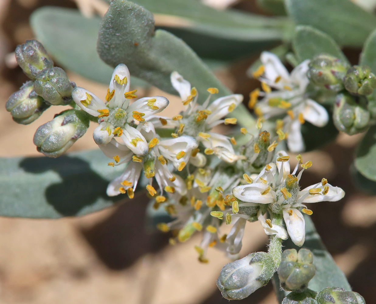 Image of Nitraria sibirica specimen.