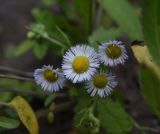 Erigeron annuus. Соцветия. Республика Ингушетия, Джейрахский р-н, нижнее течение р. Гулойхи, высота 1140 м н.у.м., обочина грунтовой дороги. 20 июня 2022 г.