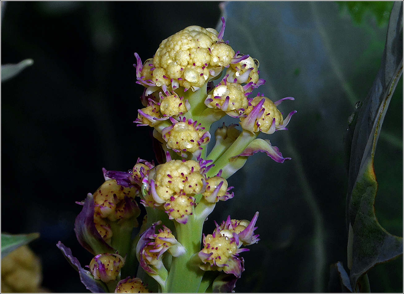 Image of Brassica oleracea var. botrytis specimen.