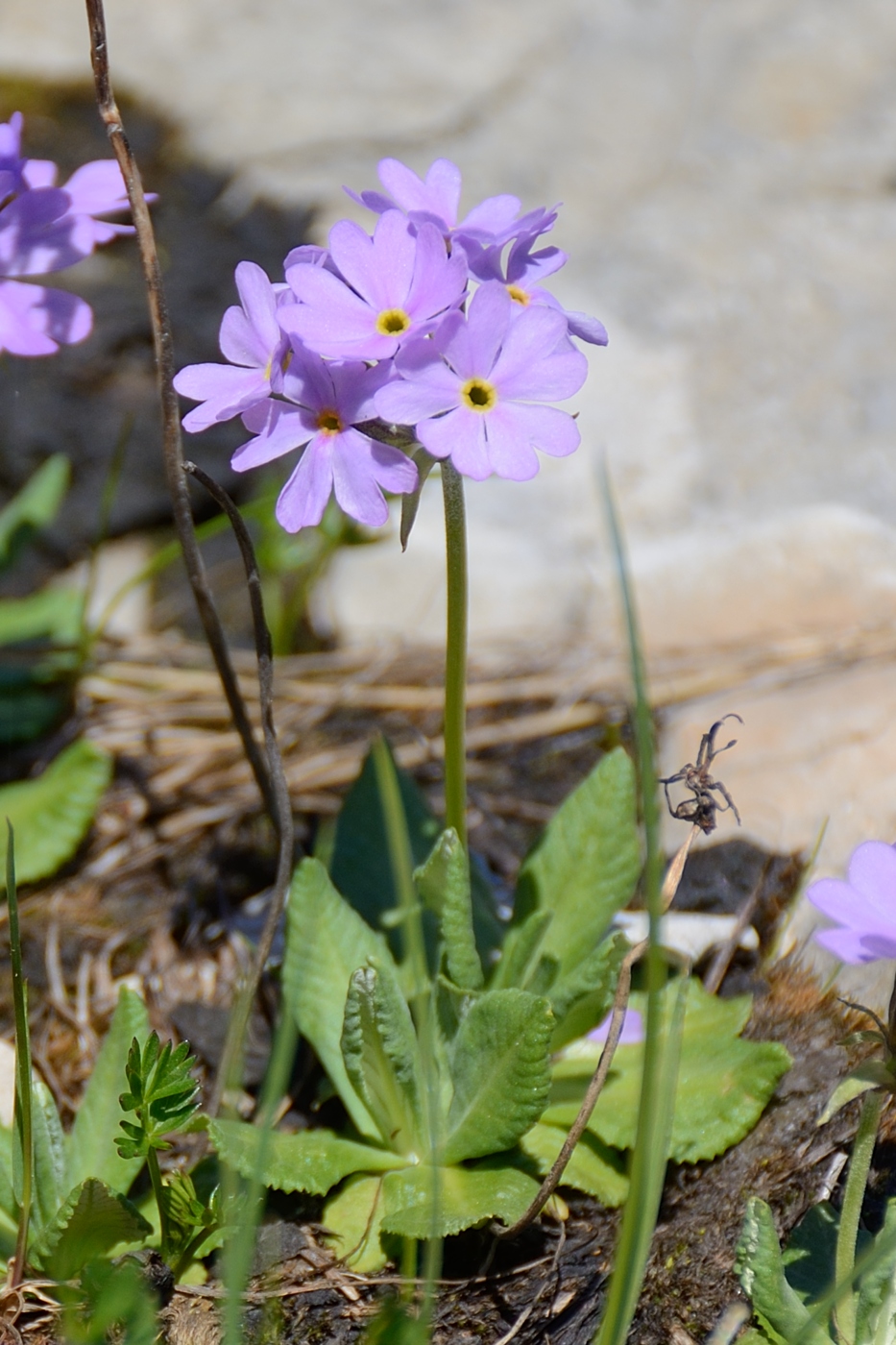 Image of Primula auriculata specimen.