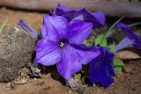 Petunia &times; hybrida