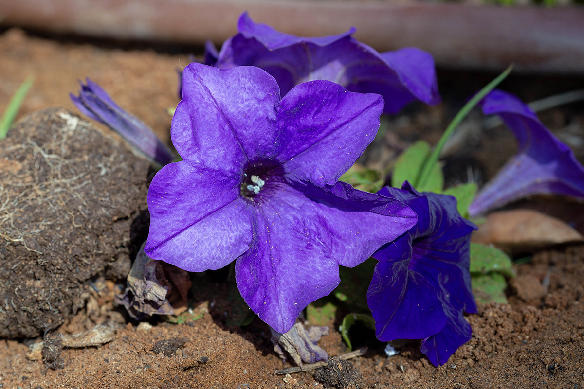 Image of Petunia &times; atkinsiana specimen.