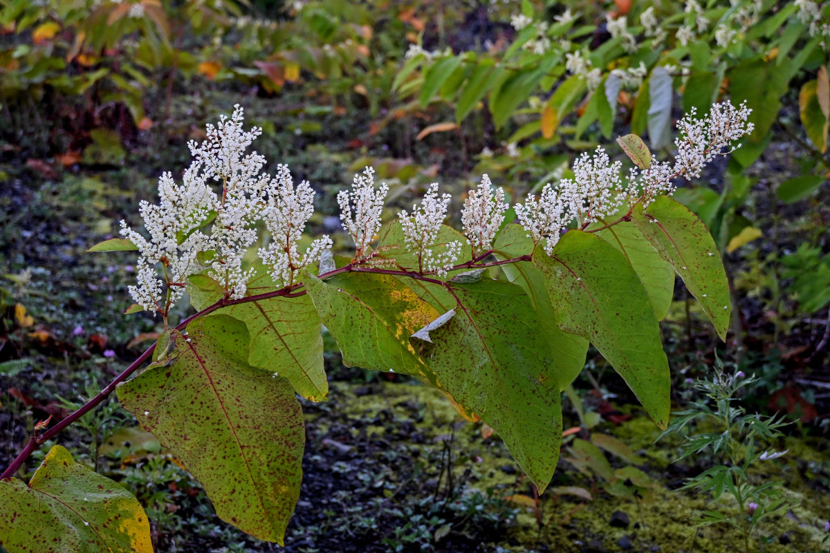 Изображение особи Reynoutria sachalinensis.