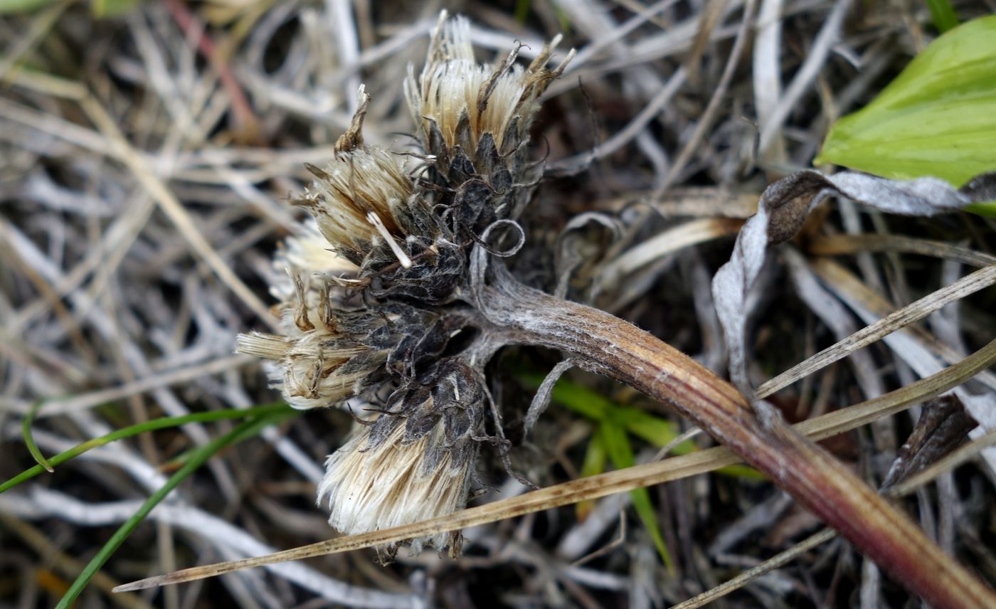 Изображение особи Saussurea pseudotilesii.