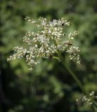 Aconogonon alpinum. Соцветие с питающимися насекомыми. Пермский край, Кунгурский р-н, правый берег р. Сылва, ур. Камень Ермак, берёзово-сосновый лес, сырой луг. 04.06.2022.