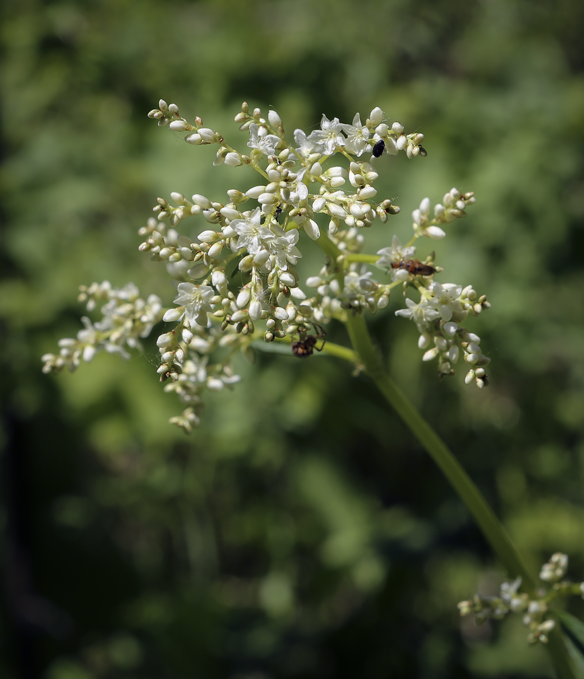 Изображение особи Aconogonon alpinum.