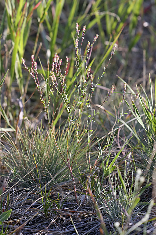 Изображение особи Diarthron vesiculosum.