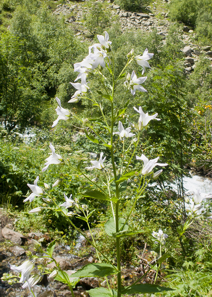 Изображение особи Gadellia lactiflora.