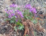 Oxytropis grandiflora