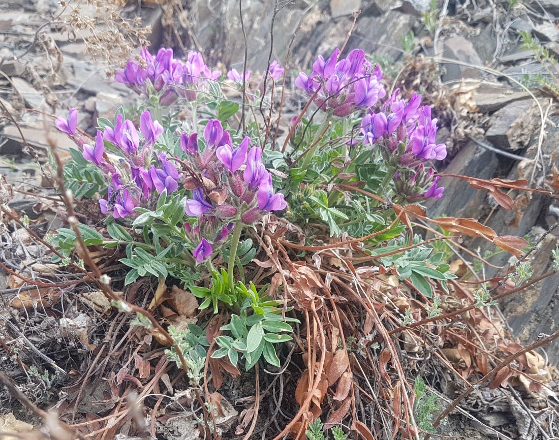 Image of Oxytropis grandiflora specimen.