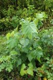 Tilia cordata