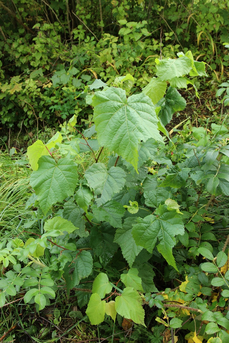 Изображение особи Tilia cordata.