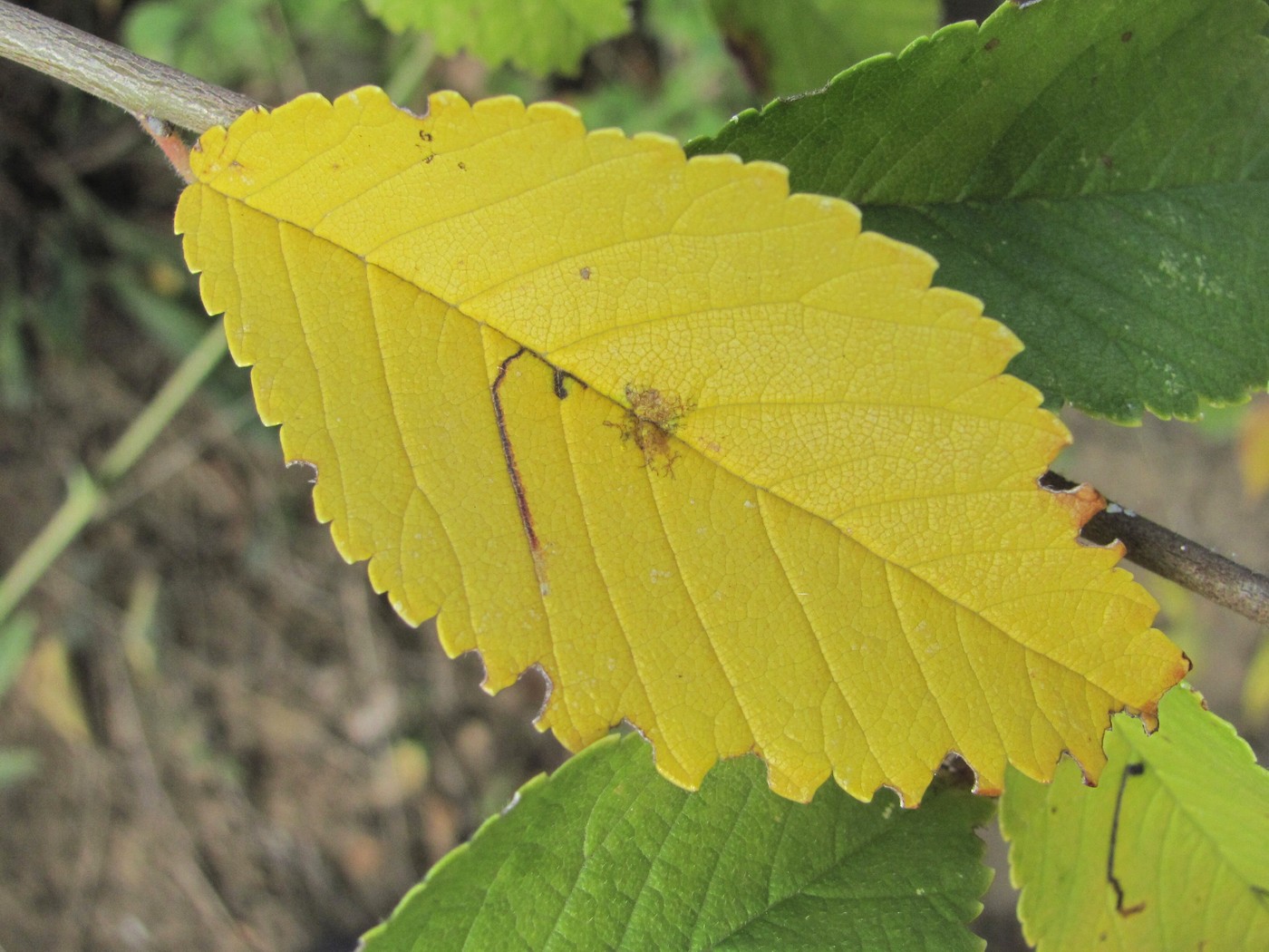 Изображение особи Ulmus pumila.