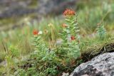 Rhodiola rosea. Плодоносящее растение. Кольский р-н, окр. с. Териберка, природный парк «Териберка», высота 111.7 рядом с батареей № 199, сырая задернованная окрайка покатого плоского скального обнажения. 04.08.2022.