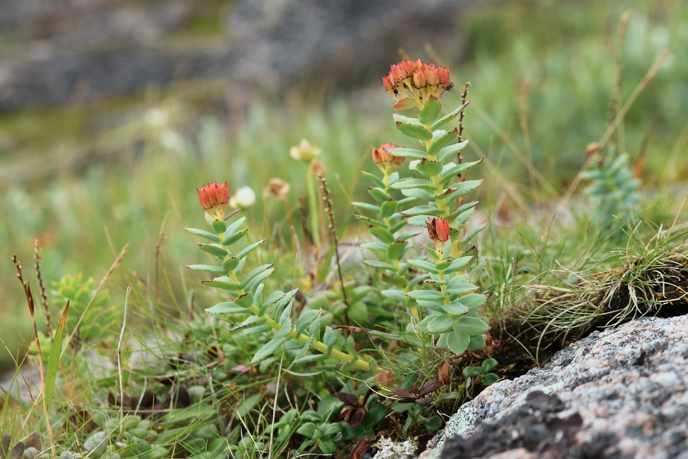 Image of Rhodiola rosea specimen.