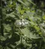 Lamium album