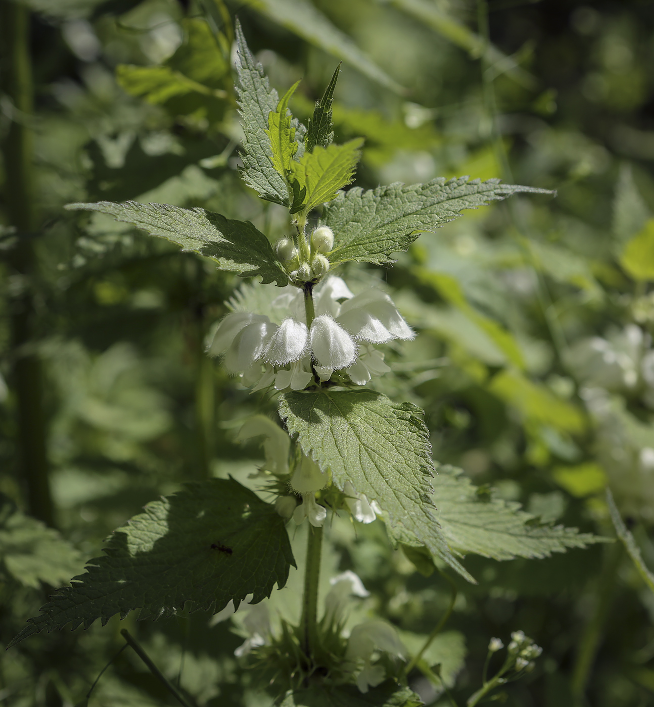 Image of Lamium album specimen.