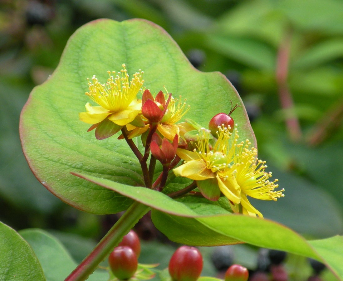 Image of Hypericum androsaemum specimen.