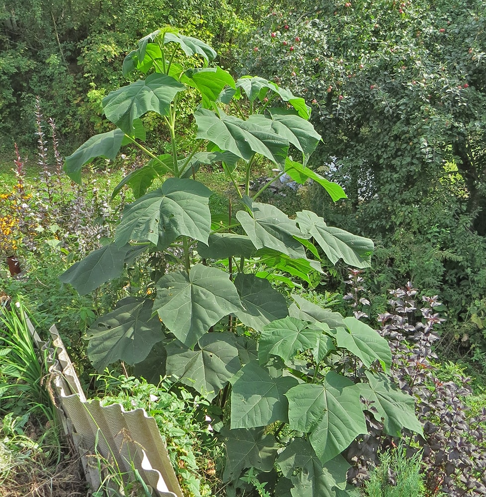 Image of Paulownia tomentosa specimen.