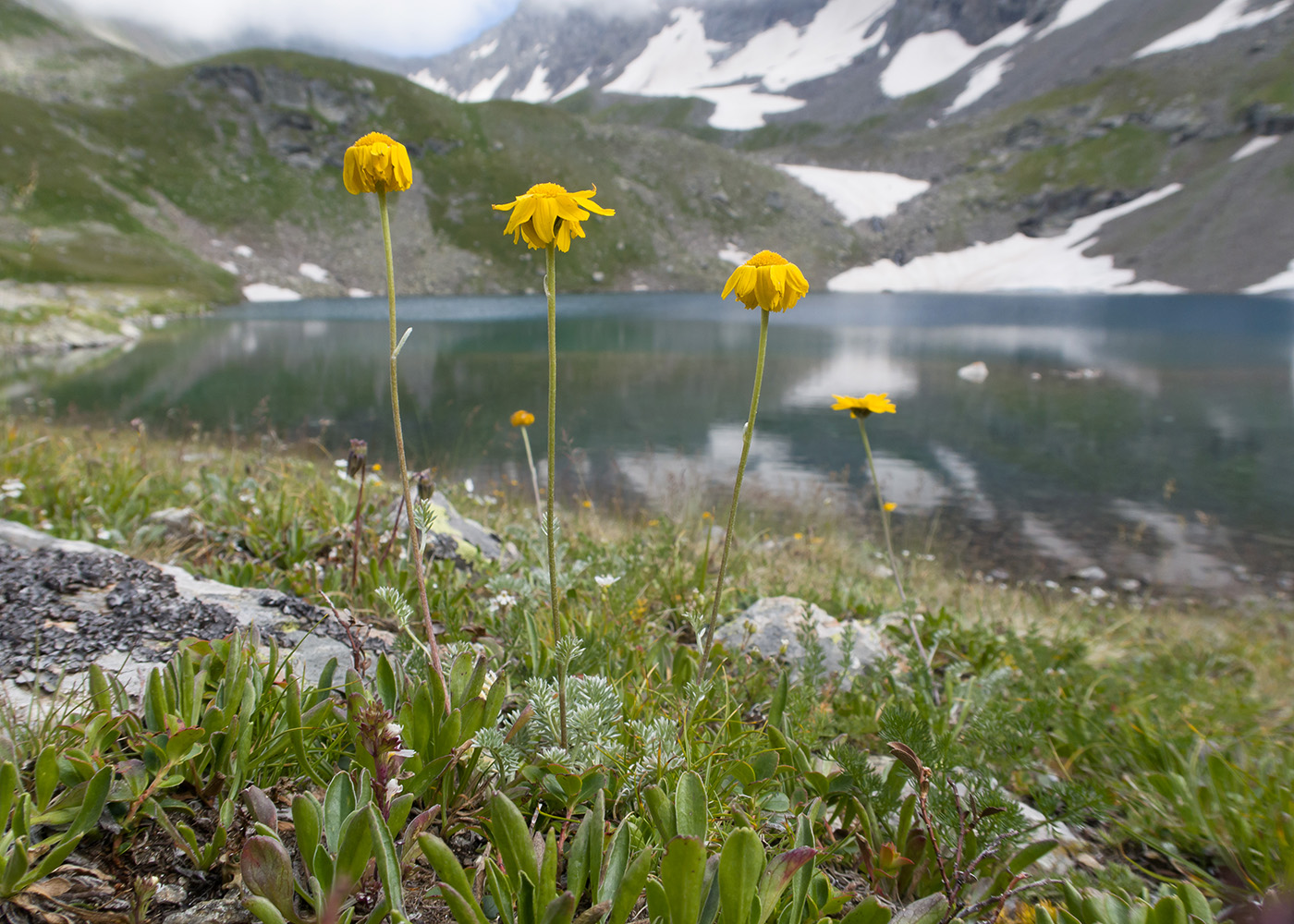 Изображение особи Anthemis sosnovskyana.